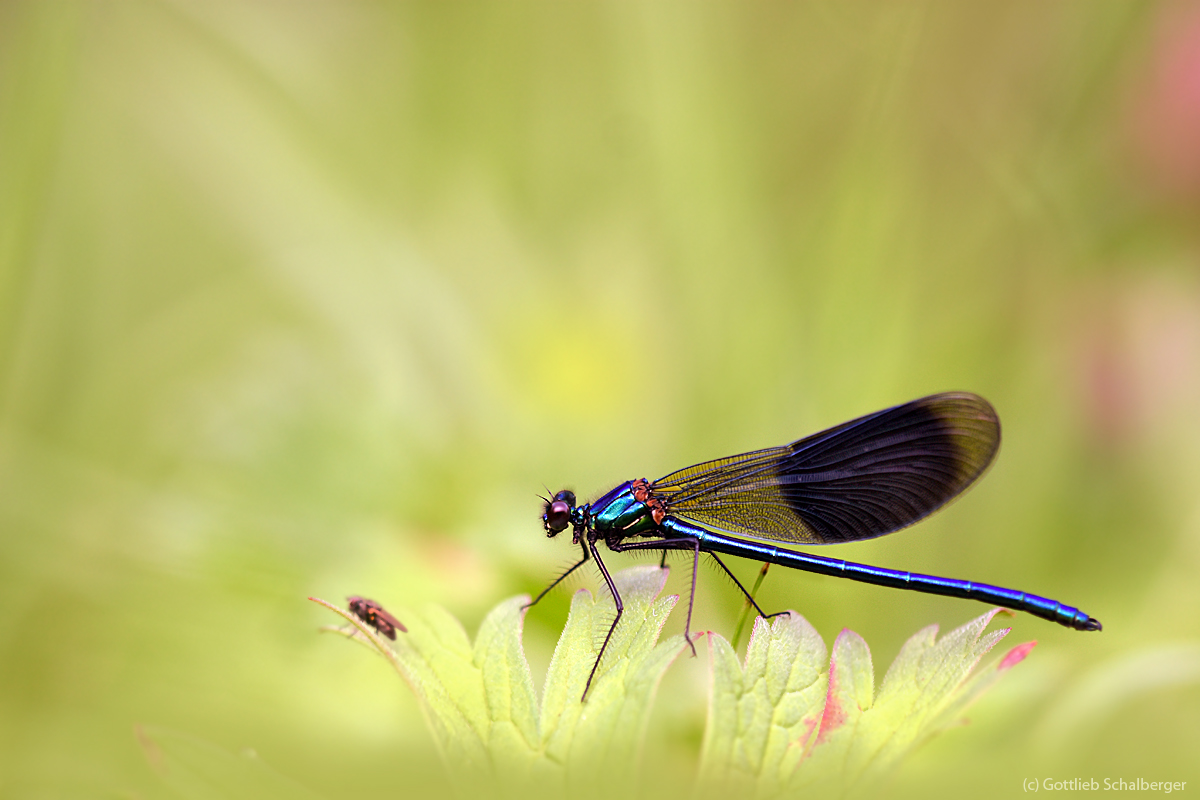 Calopterix splendens