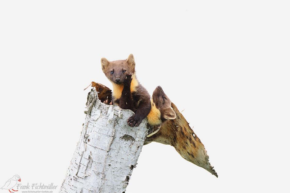 Baummarder