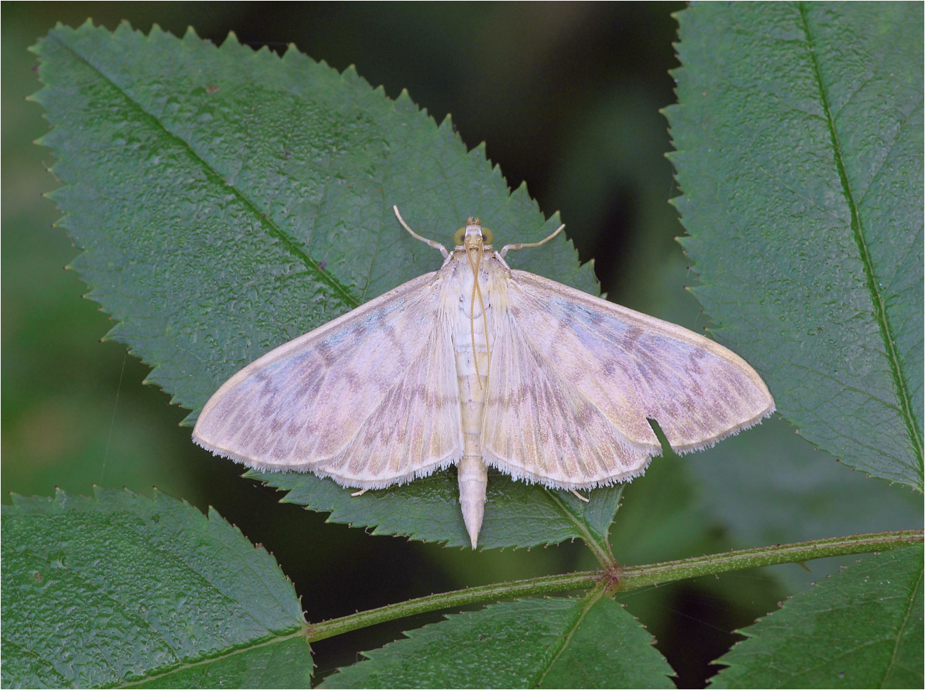 Nesselzünsler (Pleuroptya ruralis)