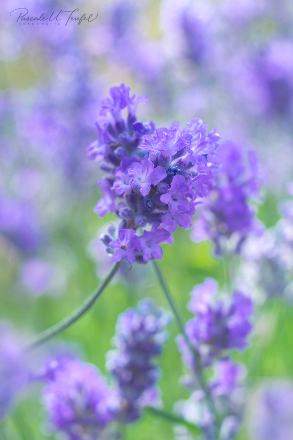 Lavendel-Herz