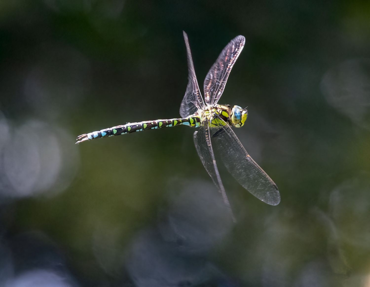 Libelle im Flug