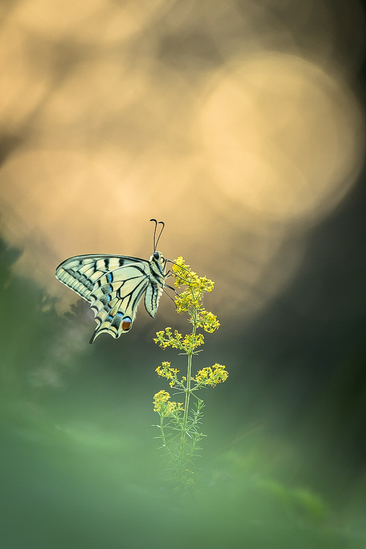 Sommerabend