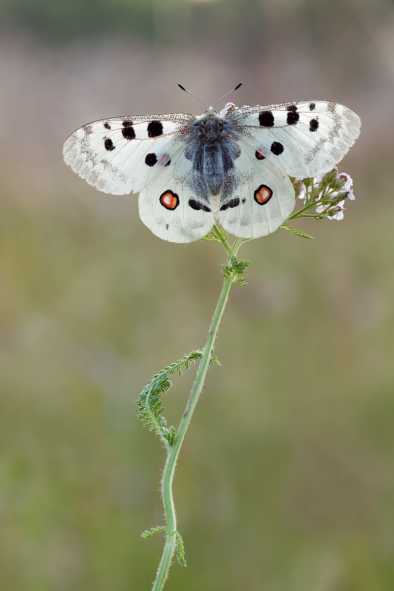 Lichtgestalt