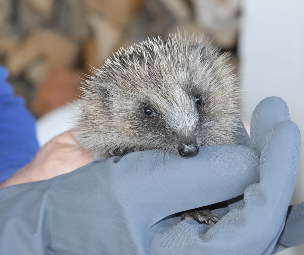 Schnuffi - der kleine Igel, ein Hochwasserflüchtling...