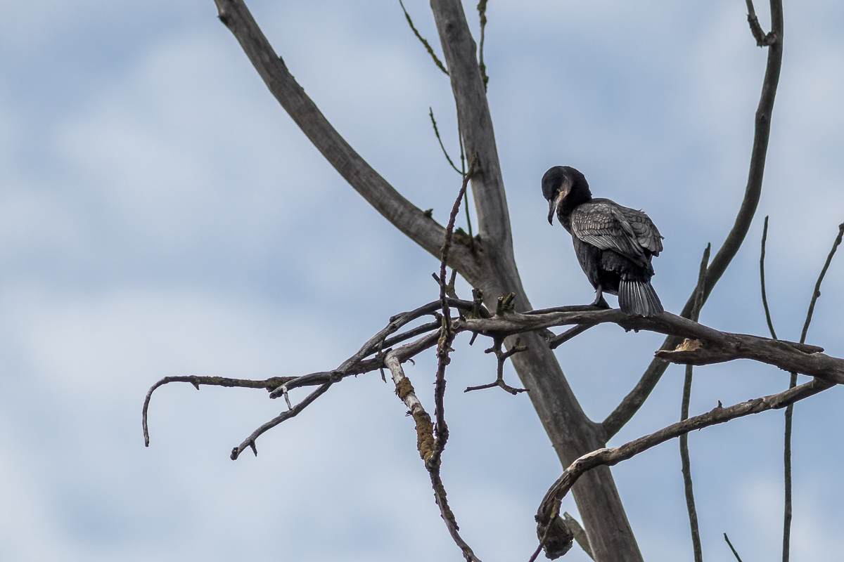 Kormoran im toten Baum