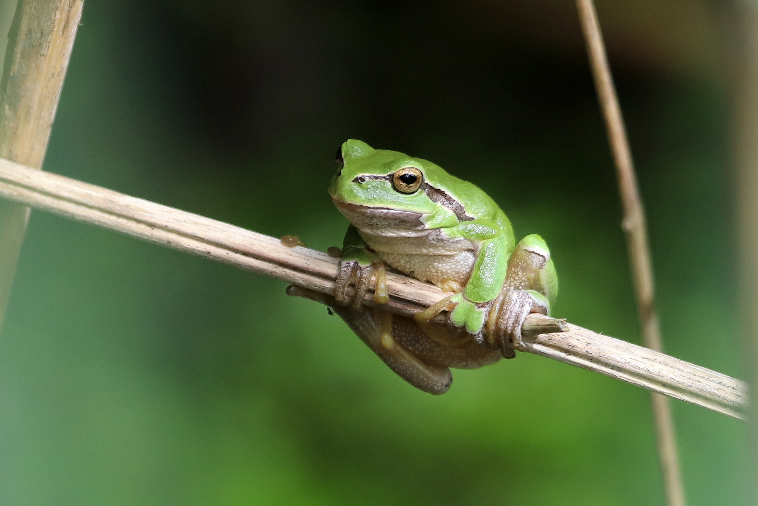 Laubfrosch