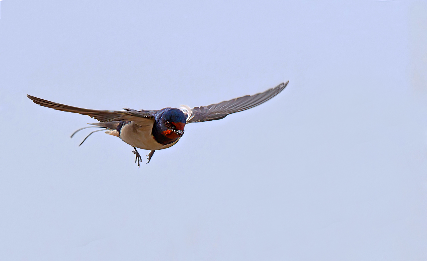 Ein schneller Flieger