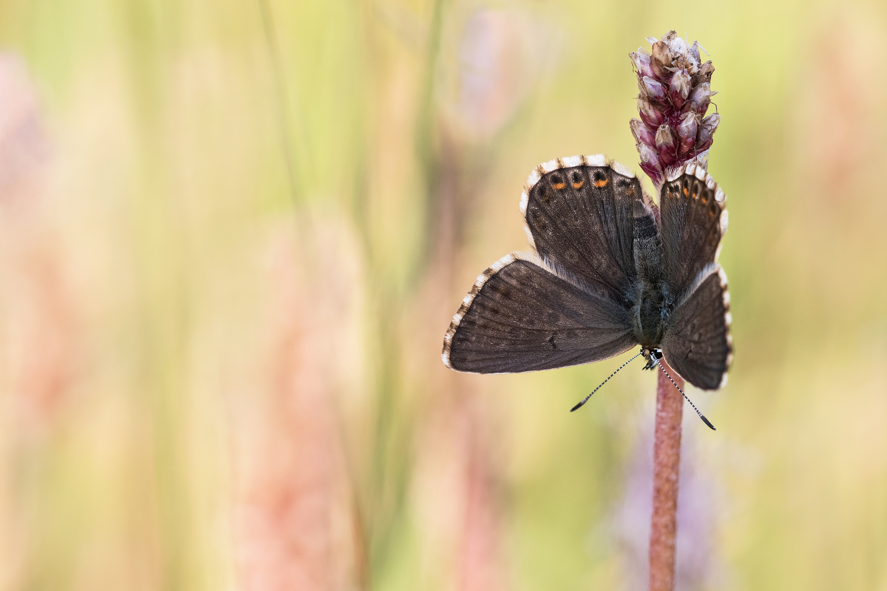 Silbergrüner Bläuling auf der Blumenwiese