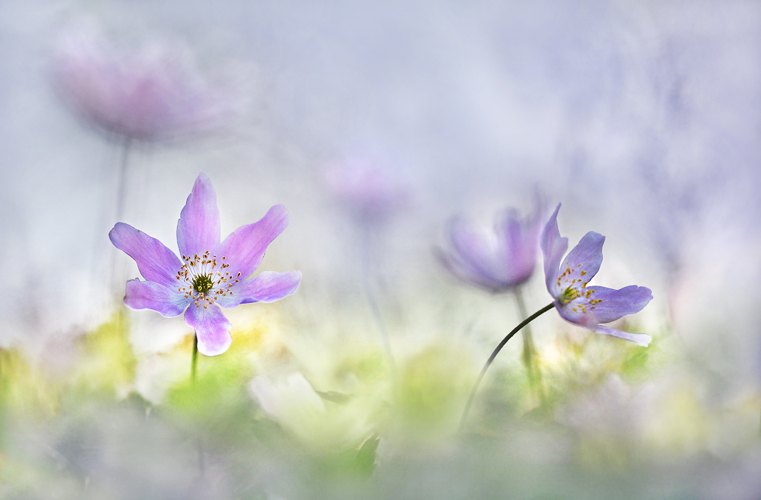 Frühlingslieblingsblumen ...,