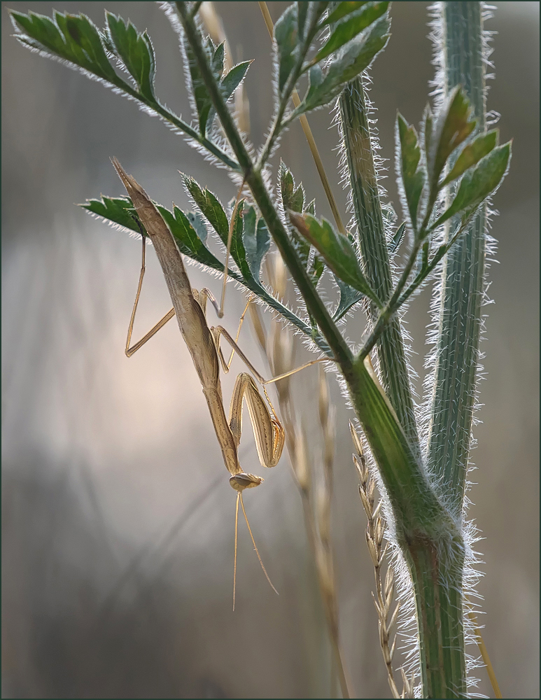 *junge Mantis*