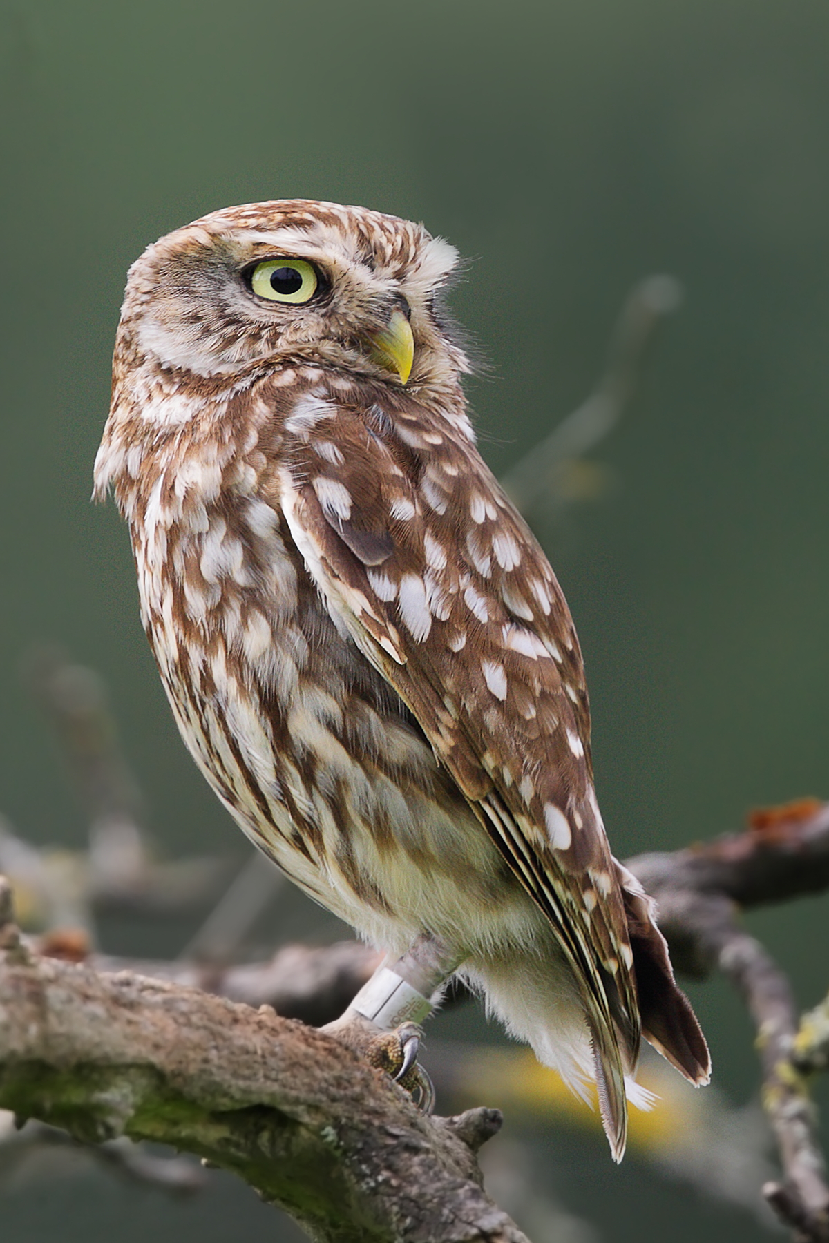 Tiefe Augen