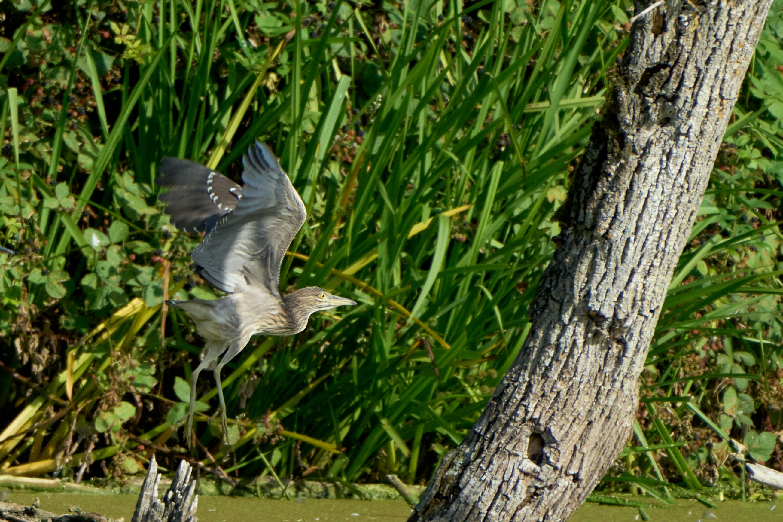 Nachreiher beim Abflug