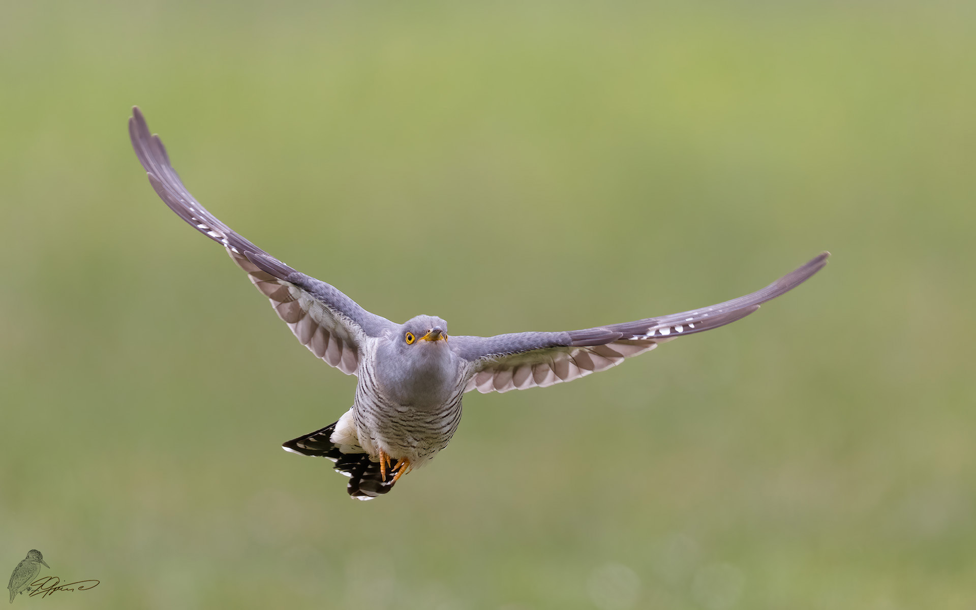 Kuckuck im Flug