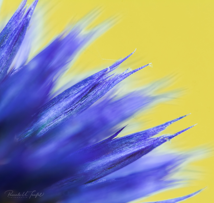 Blaue Stacheln