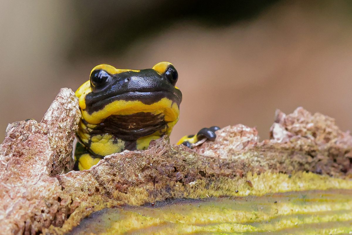 Feuersalamander