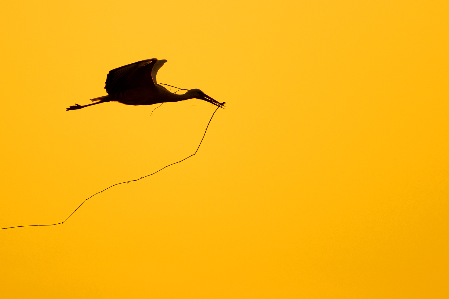 Storch im Gegenlicht