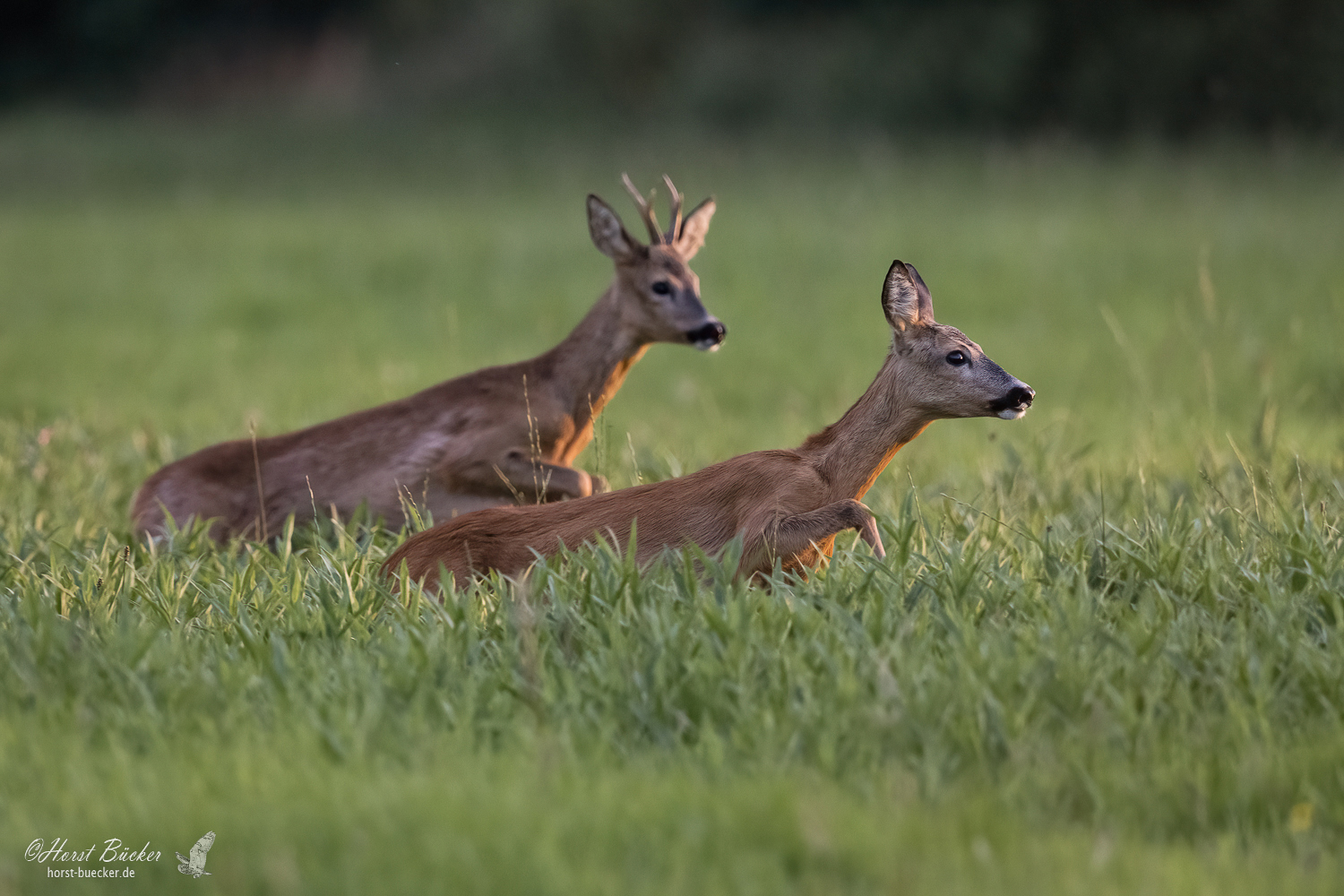 Rehbock im Liebesrausch