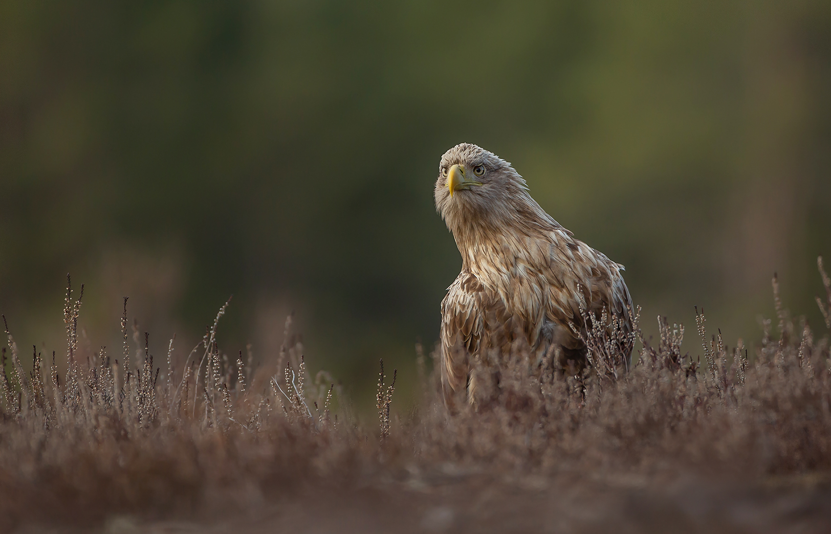 Seeadler