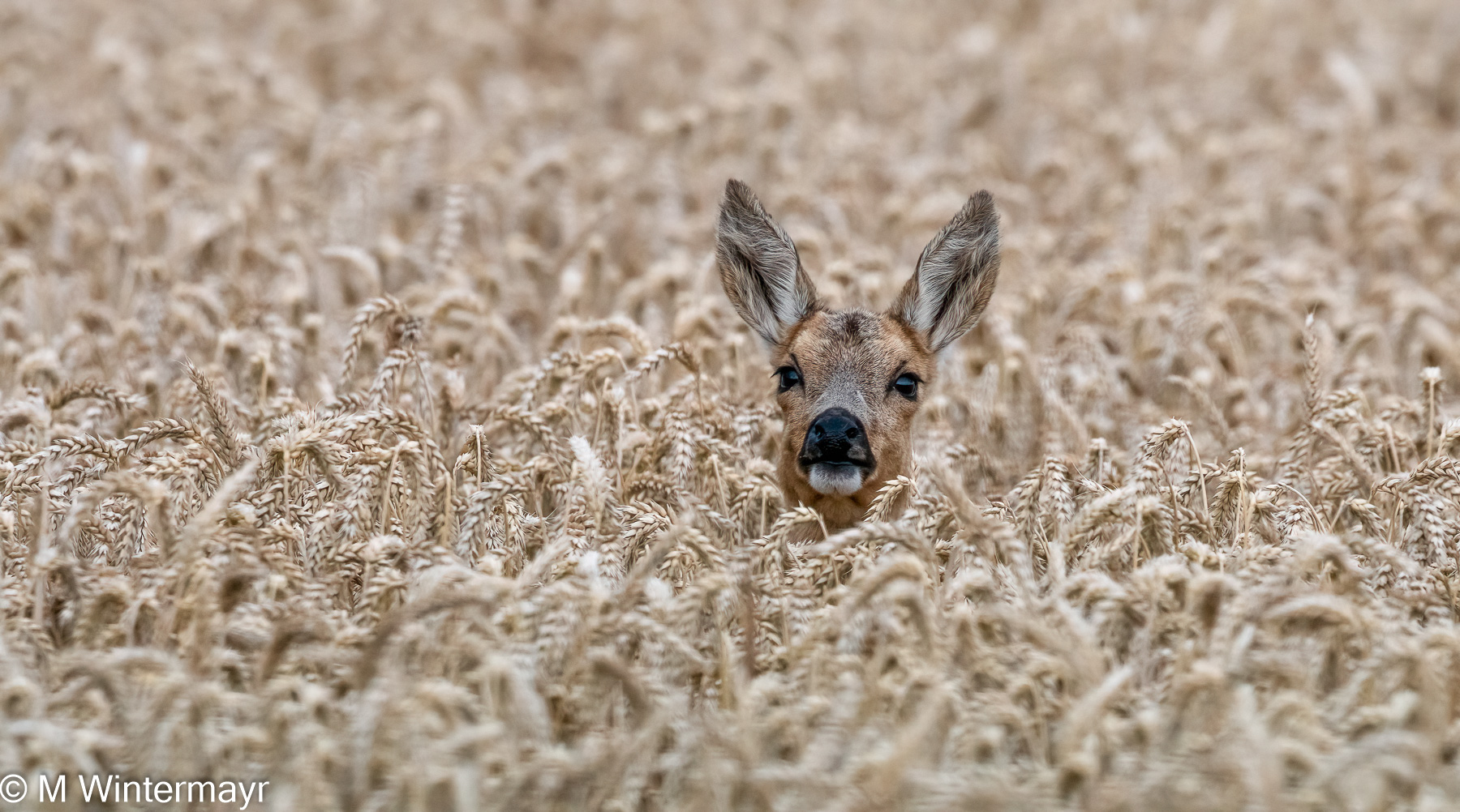 Einen Blick riskiert