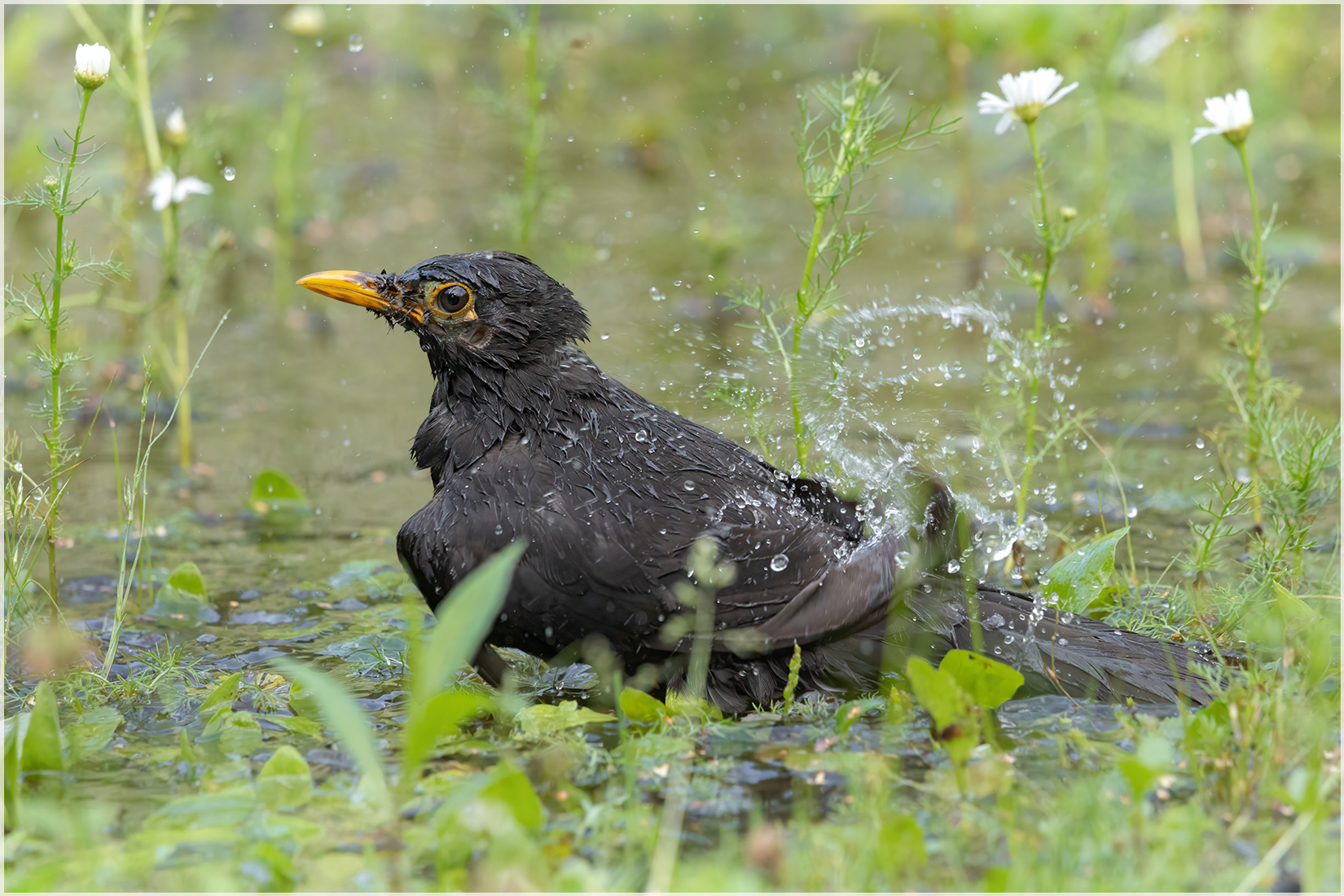 Amsel