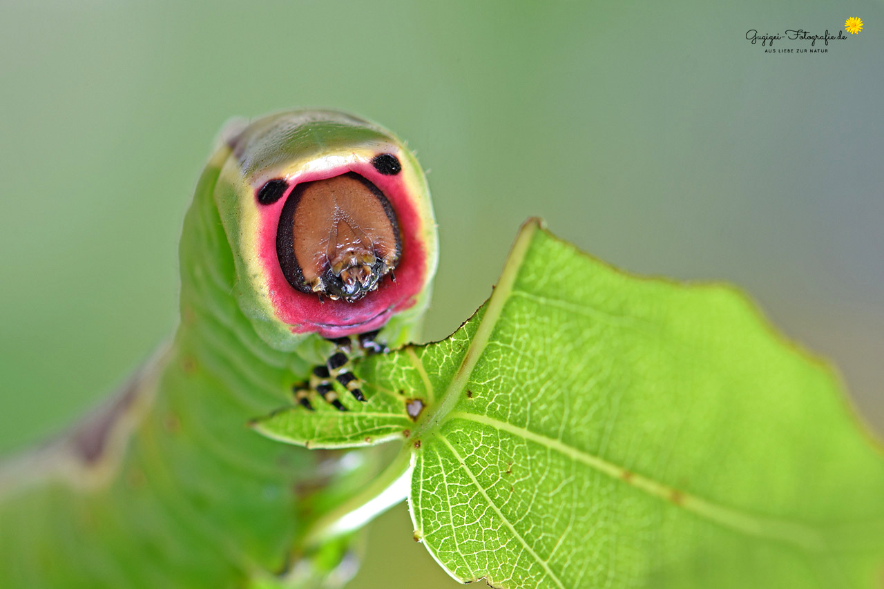 Faszinierende Natur