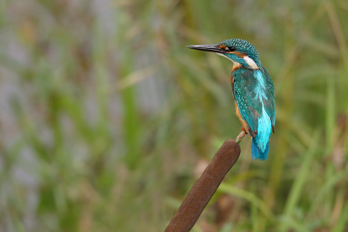 Eisvogel