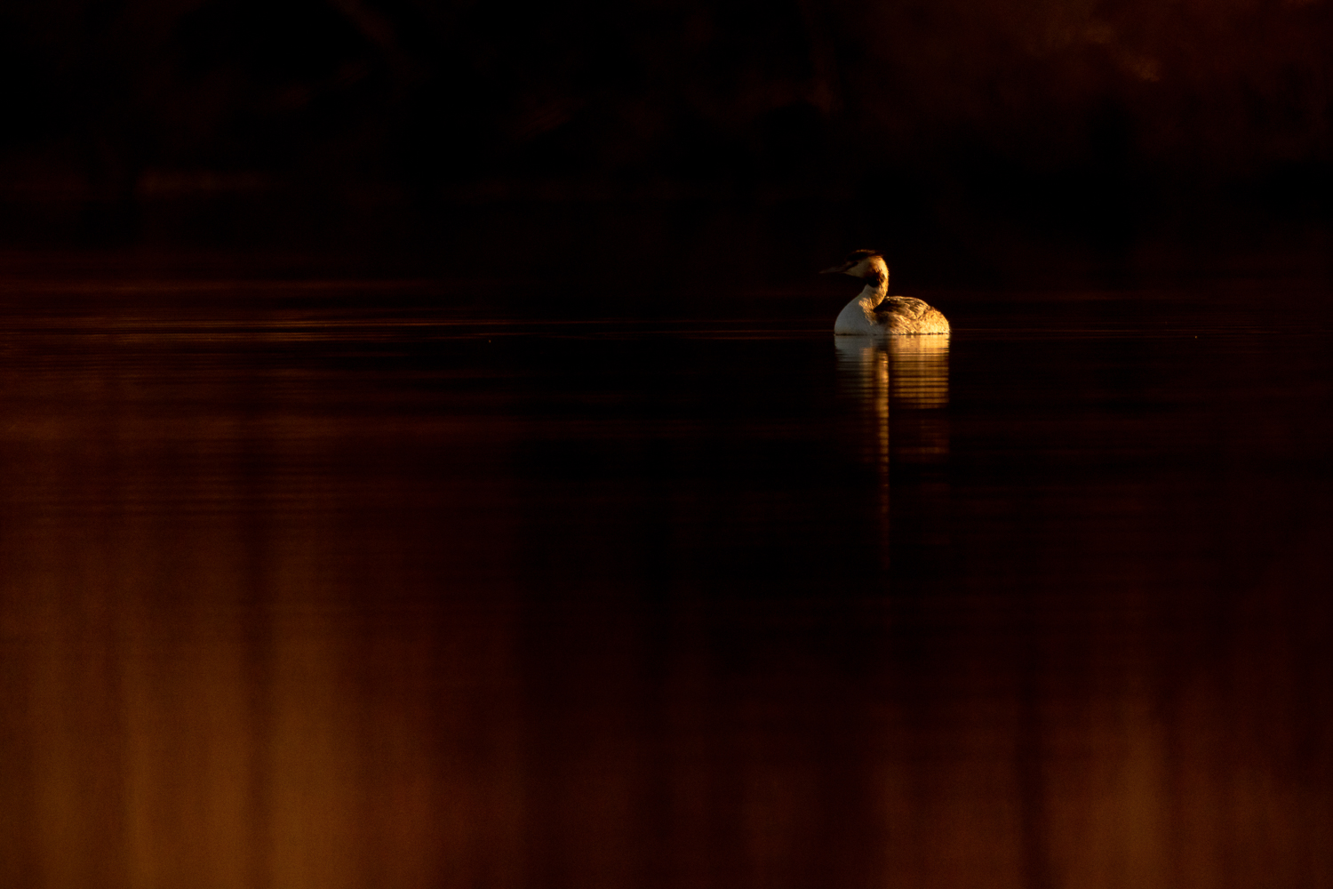 Haubentaucher im goldenen Licht