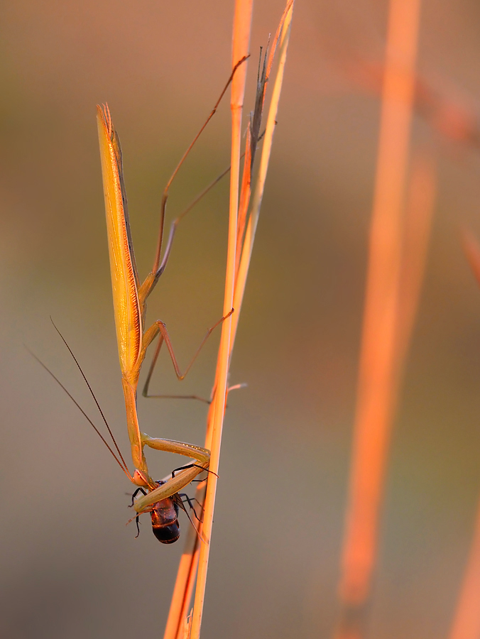 Mantis religiosa 