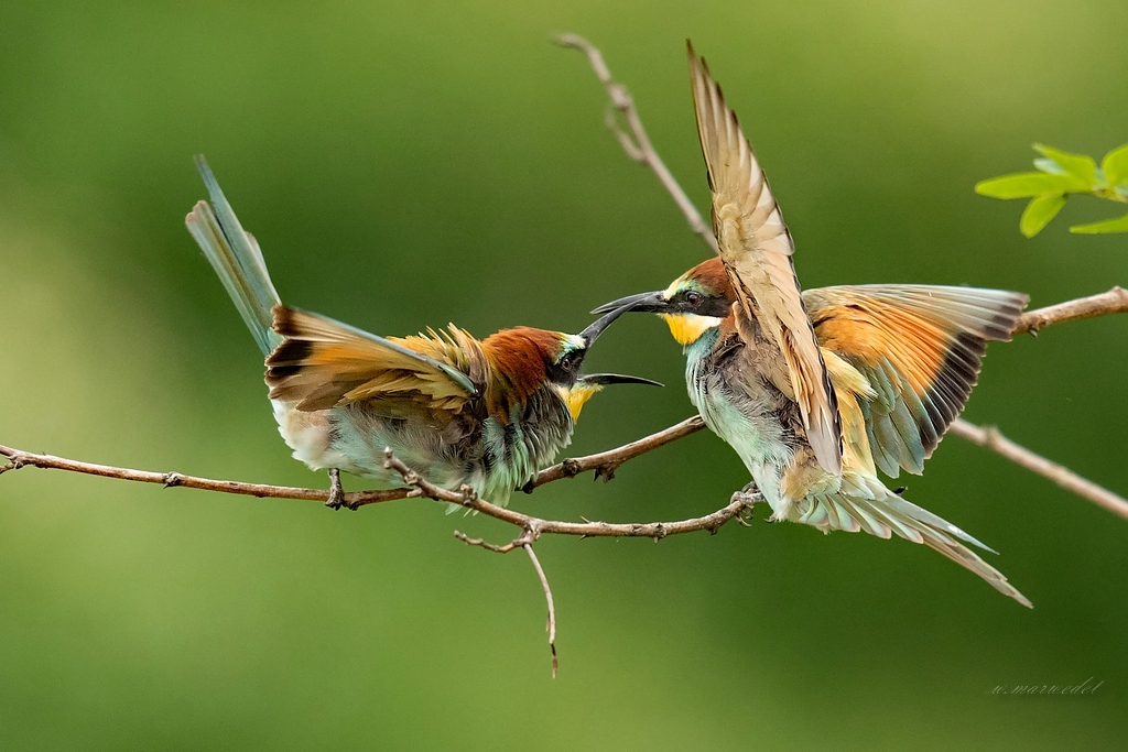 Bienenfresser