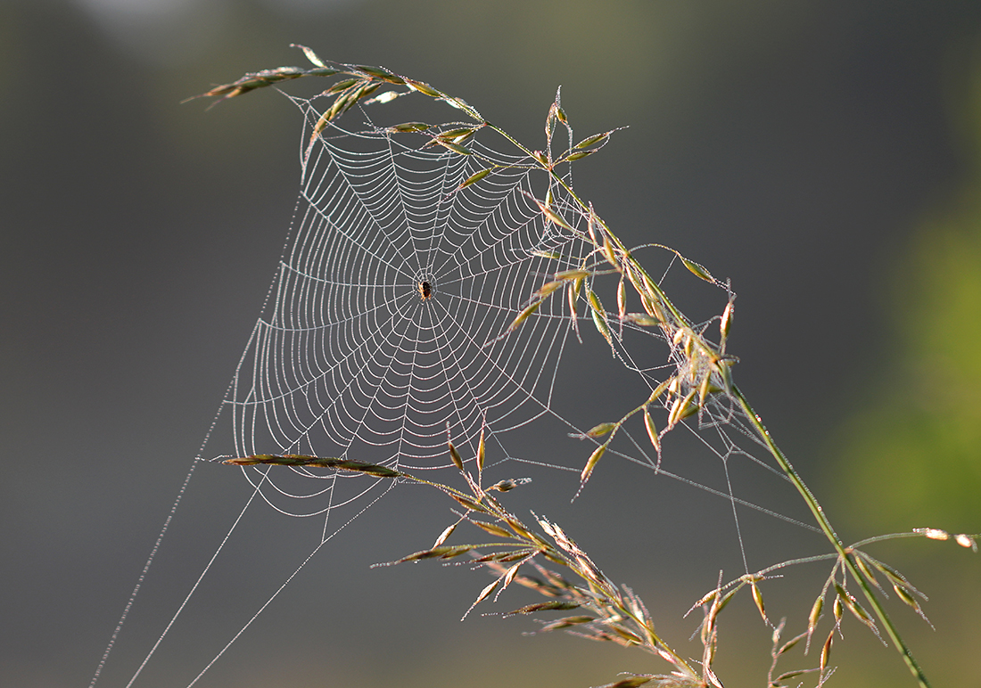 ein Spinnennetz (Forum für Naturfotografen)