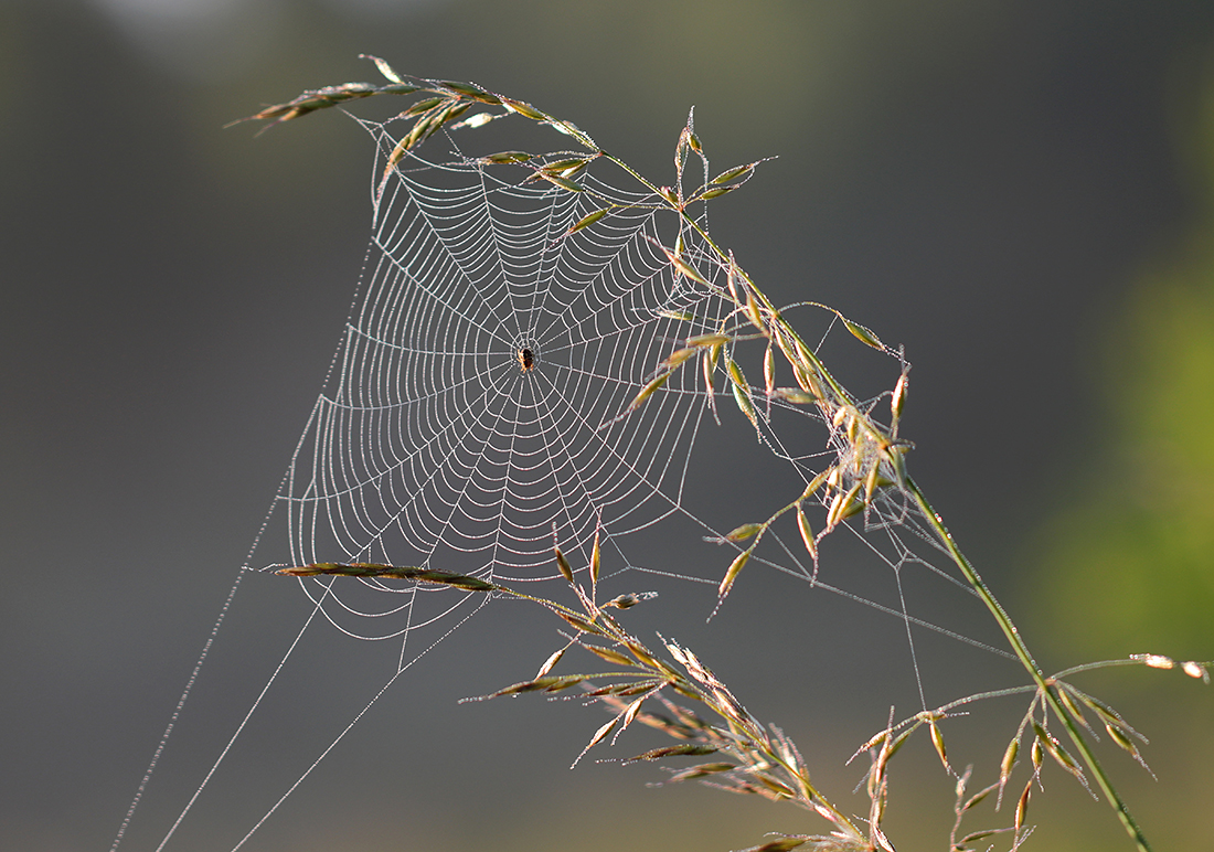 ein Spinnennetz