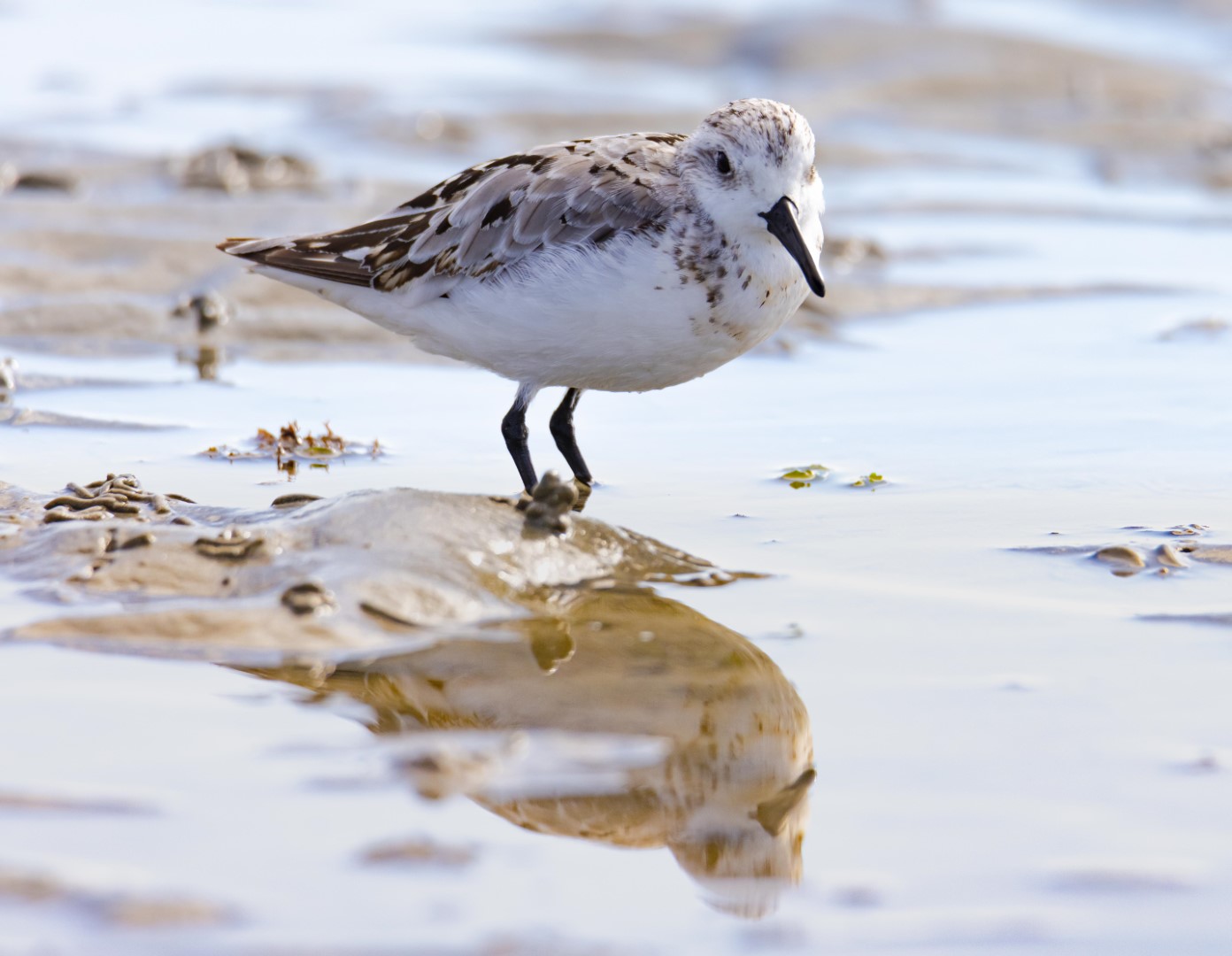 Sanderling (Calidris alba)