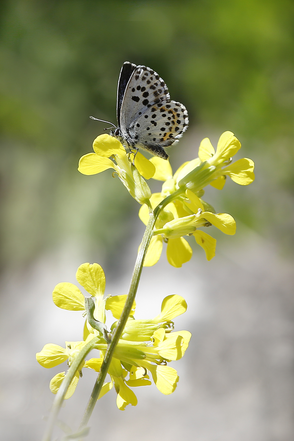 Scolitantides orion