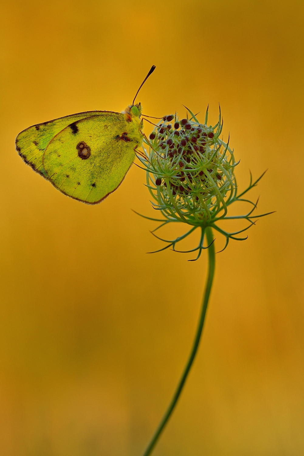 Wiesenklee Gelbling