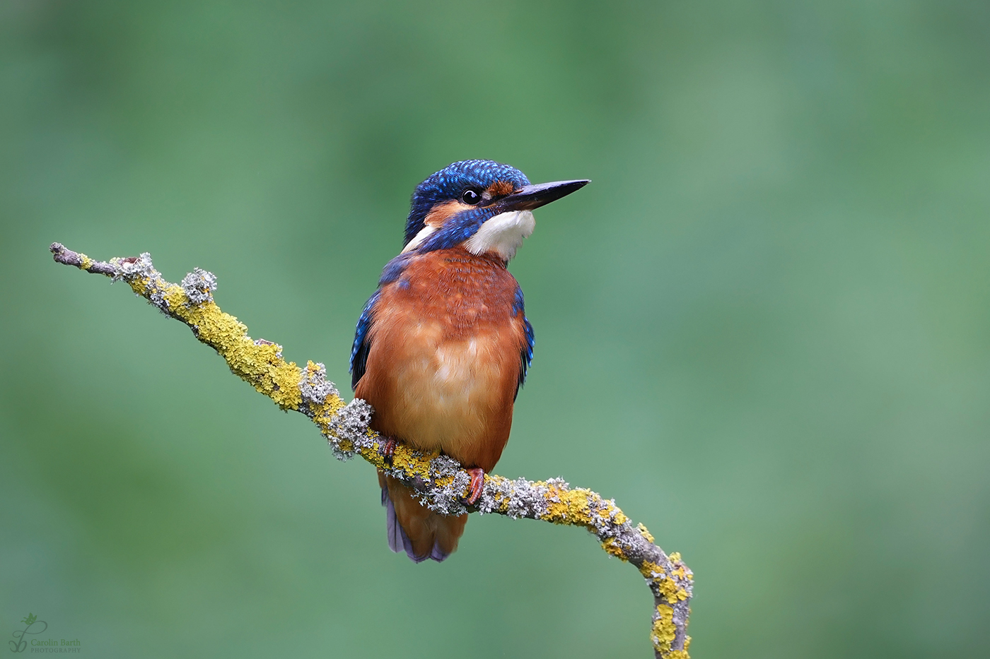 Junger Eisvogel