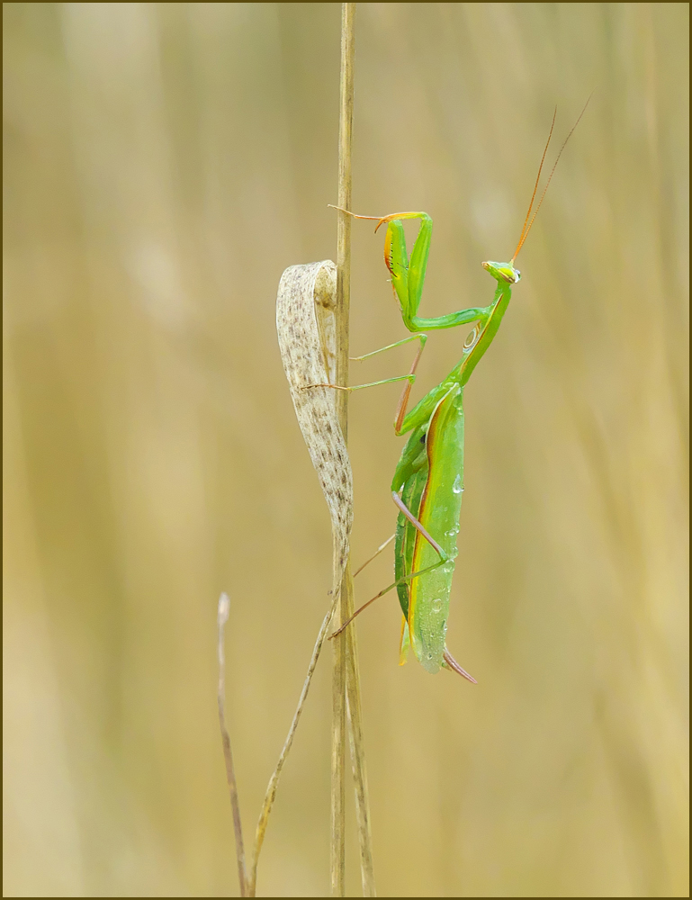 *Mantis betropft*