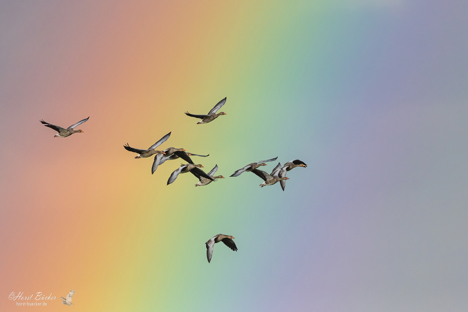 Graugänse vor einem Regenbogen