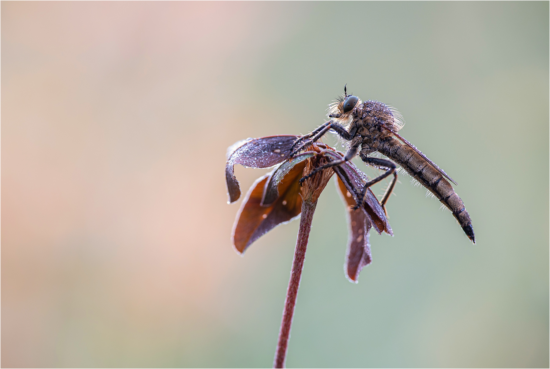 Schlichte Raubfliege