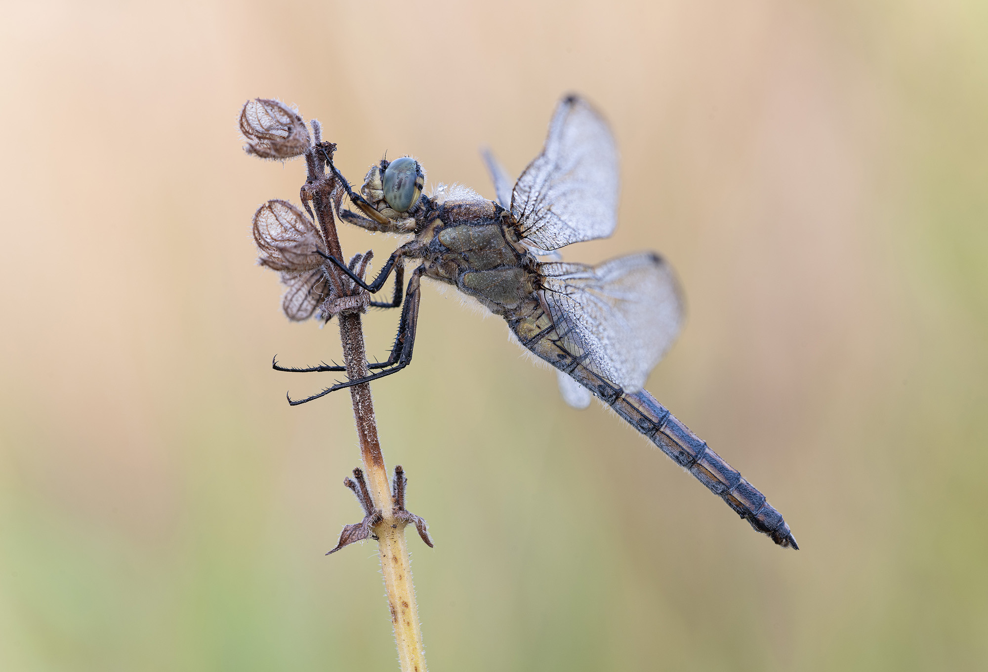 Großer Blaupfeil (female)