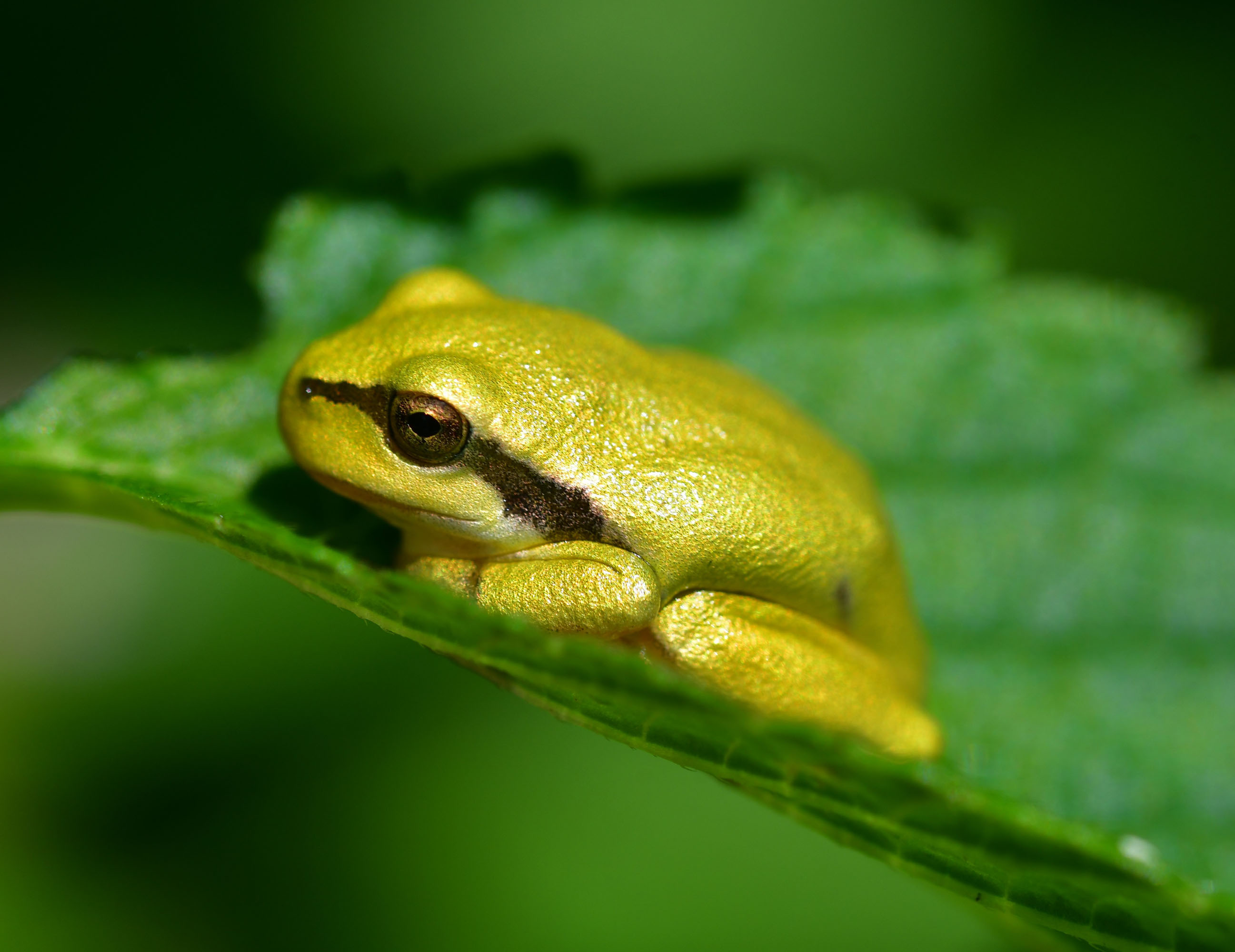 Baby Laubfrosch