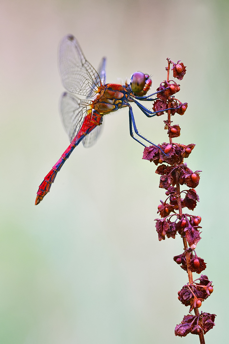 Blutrote Heidelibelle