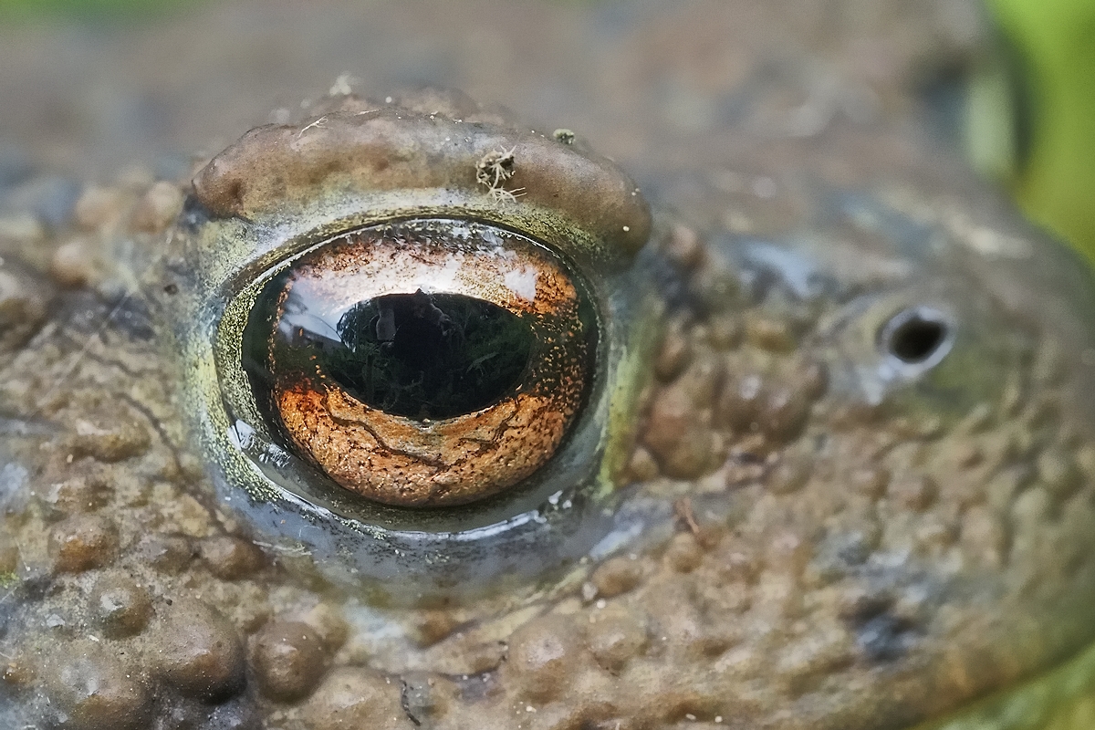 Schau mir ins Auge...