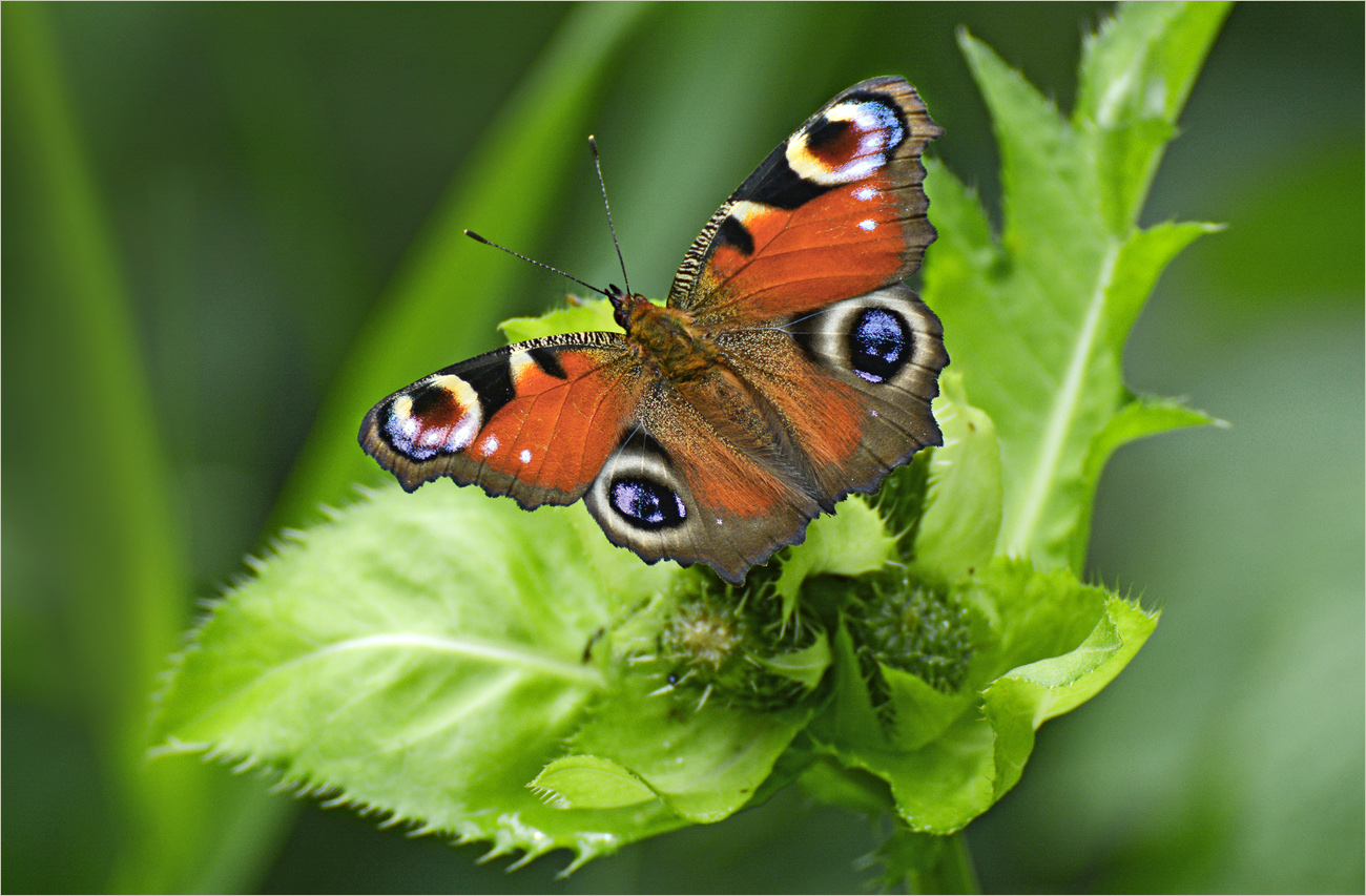 Tagpfauenauge auf Kohldistel