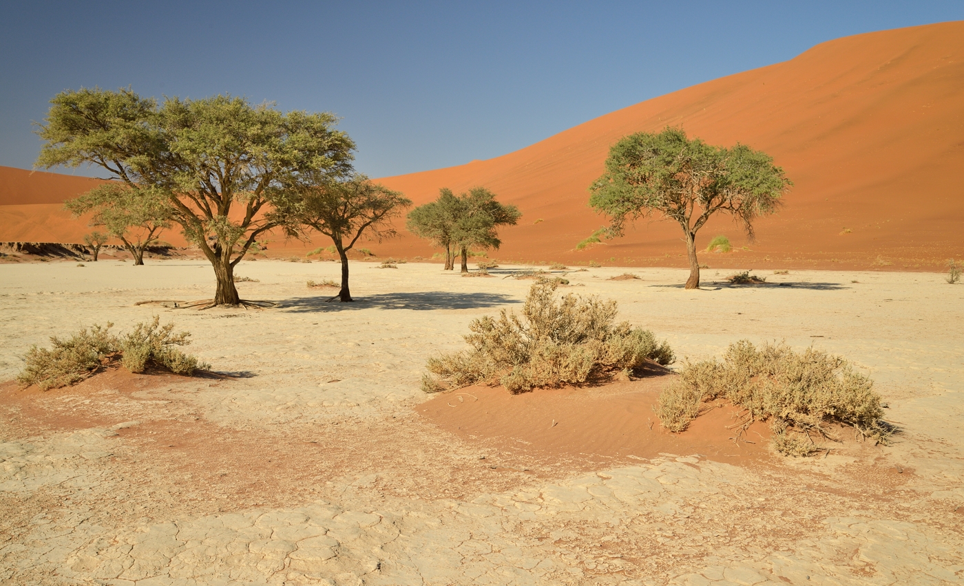 Dead Vlei (4)