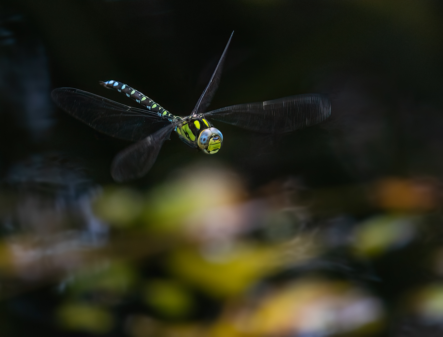 Mosaikjungfer im Flug