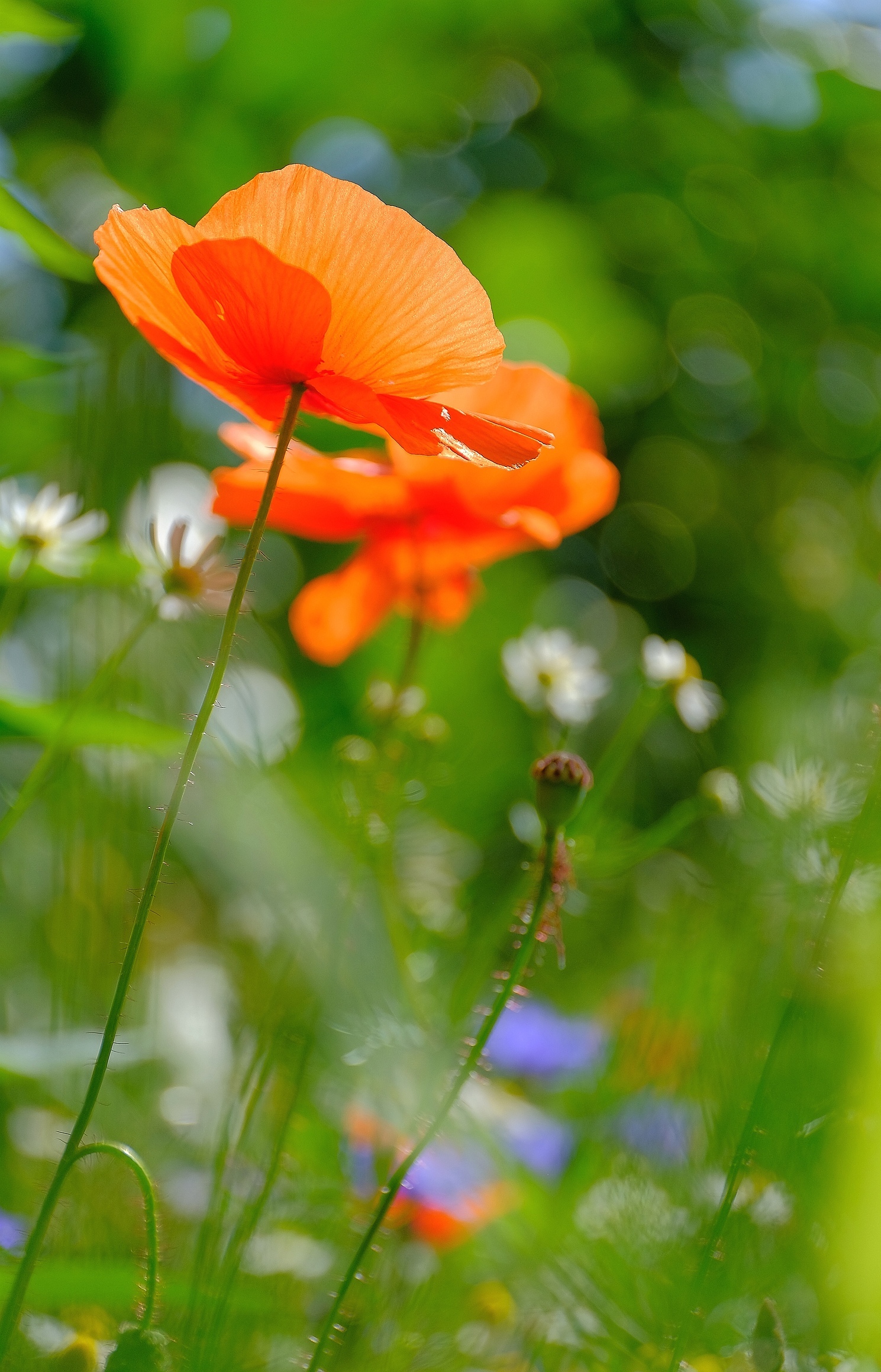 Mohn im August
