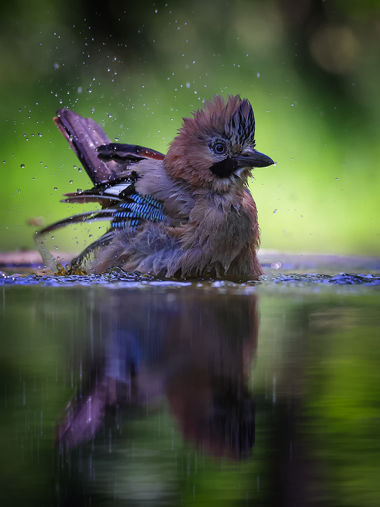 Im Waldbad ...