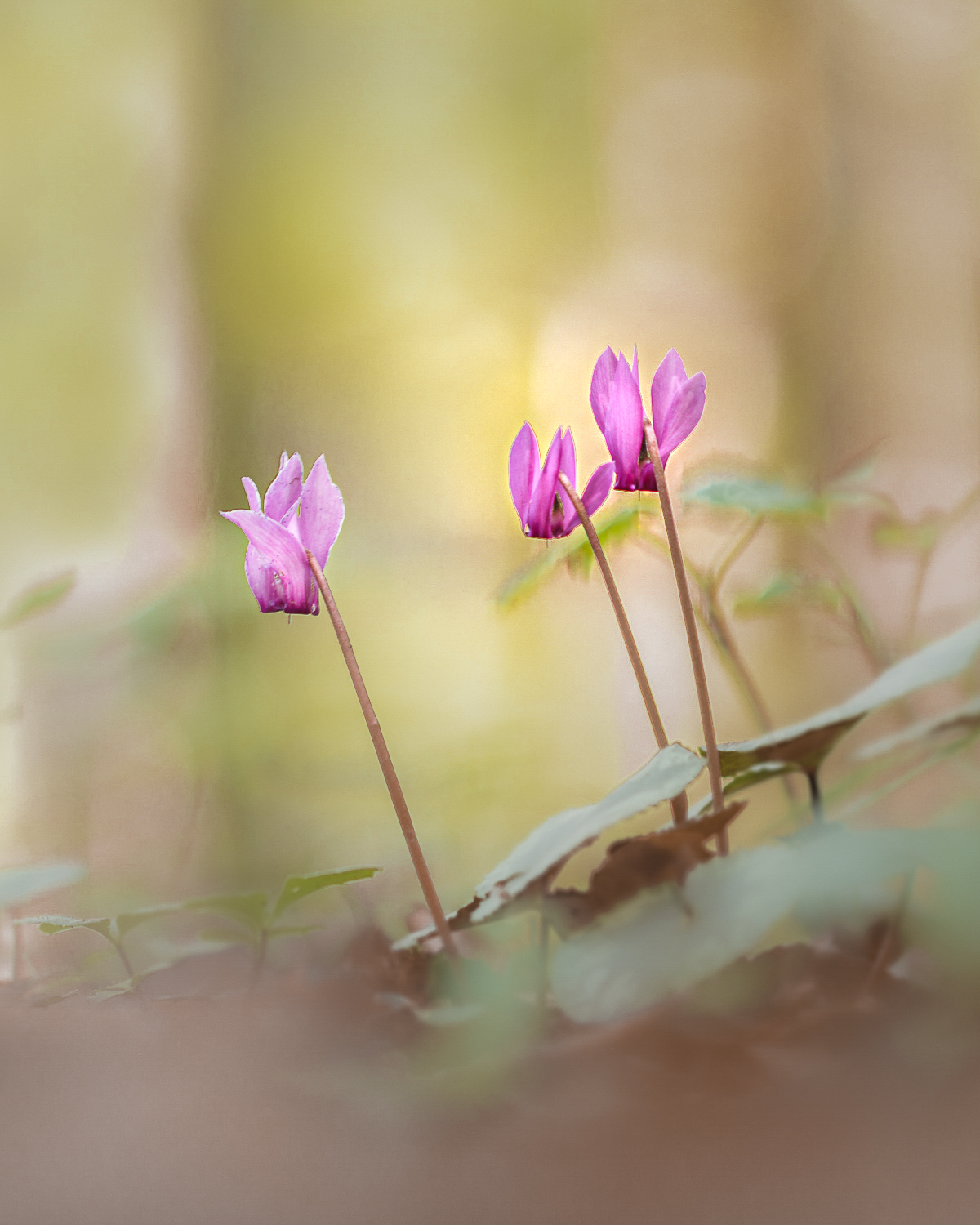 Herbstboten