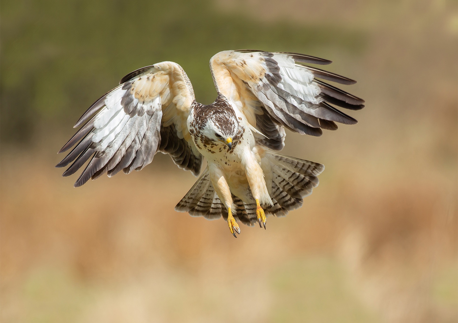 Buteo buteo