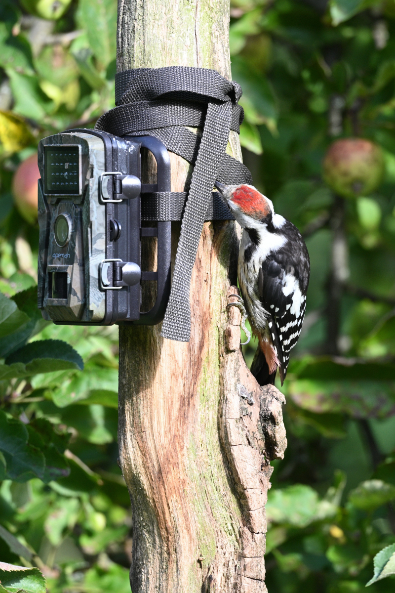 Mittelspecht prüft Wildkamera